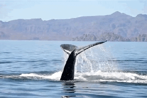 tangled whale gives his rescuers the best thank you ever small