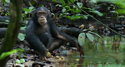 animal chimp chimpanzee animalgifs small