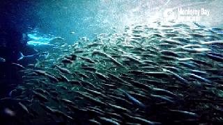 bait fish gifs get the best gif on giphy small
