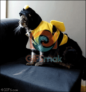 hilarious and funny animal fails gifsmak small