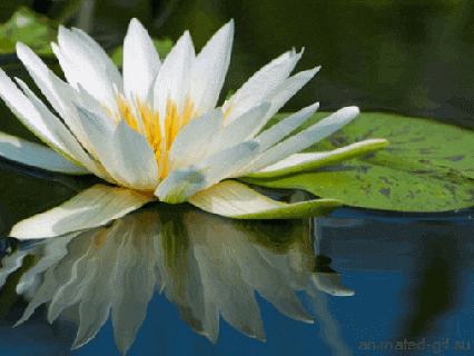 ship water flower hand gifs find share on giphy small