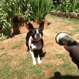 https://cdn.lowgif.com/small/075aeeea013bbaed-dog-is-challeged-to-combat-by-the-water-stream.gif