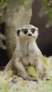 animals gif animals discover share gifs small