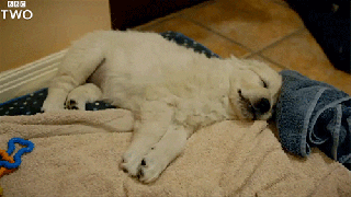 tired bbc two gif by bbc find share on giphy small