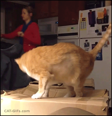 cat gif clumsy cat falling into a box like a stone epic fail ok small
