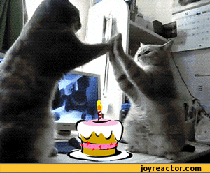 happy birthday gif funny cat lekton info small