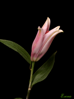 gifs hermosos flores que se abres encontradas en la web flores small