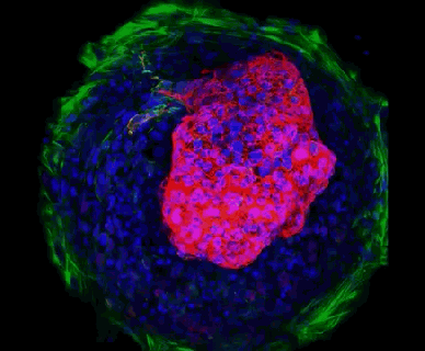 https://cdn.lowgif.com/small/0855a4949945da81-pluripotent-stem-cell-tumblr.gif