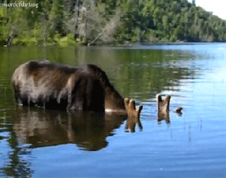 gif animals drinking swim animated gif on gifer by flameblade small