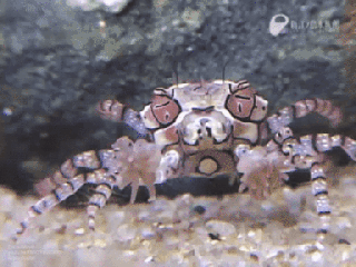 https://cdn.lowgif.com/small/09234607c31094c9-boxer-crab-gifs-get-the-best-gif-on-giphy.gif
