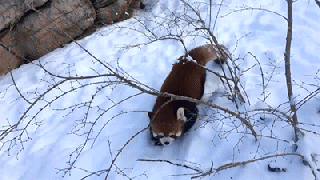 animals cute red panda gif on gifer by umrius small