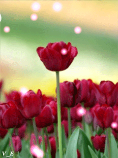 tulpen animation telefon 1377273 gif flores y rosas pinterest small