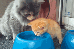 https://cdn.lowgif.com/small/0aca3b28d52d205b-mommy-cat-teaches-kitten-to-drink-water-gifs.gif