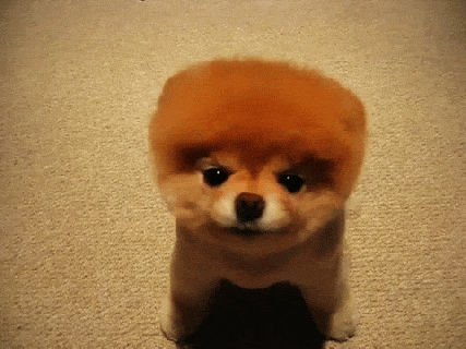 https://cdn.lowgif.com/small/0ae61d446cf13ef9-dogs-images-dog-gif-wallpaper-and-background-photos-26334592.gif