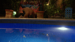 drunk season 3 gif by bachelor in paradise find share on giphy small
