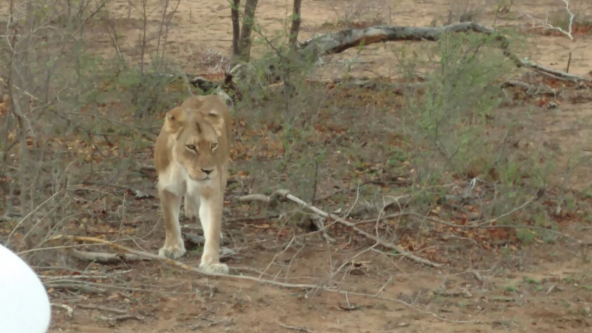 https://cdn.lowgif.com/small/0b5a85d455869a96-lions-within-two-feet-of-our-open-jeep-and-us-africa-is-lovely.gif
