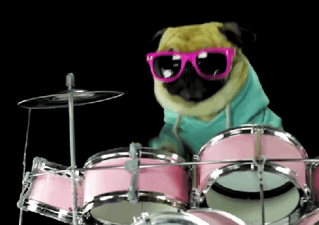 watch this rock star pug play metallica s enter sandman small