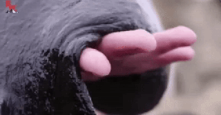 this giant black slug is captivating the internet lipstick alley small