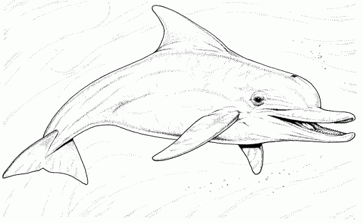 free dolphin coloring pages small