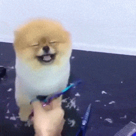 you will never feel as good as this pomeranian getting a haircut small