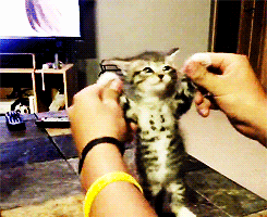dancing kitty gif miauuu pinterest kitty gif dancing and cat small