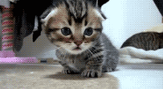 https://cdn.lowgif.com/small/0d7c46b6ece751ac-safe-for-work-kitten-gif-find-share-on-giphy.gif