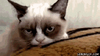 and grumpy cat too gifs get the best gif on giphy small