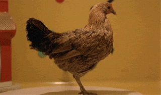 dancing chicken gifs find share on giphy small