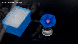 gif color morning flower animated gif on gifer by ianlas small