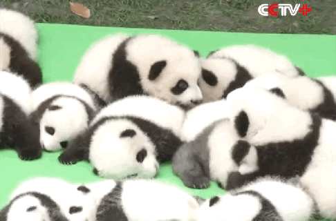https://cdn.lowgif.com/small/0ea1be81c3aa03f8-watch-23-adorable-baby-pandas-make-debut-at-china-zoo.gif