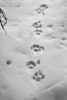 canadian lynx tracks small