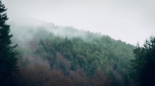 forest woods gifs get the best gif on giphy small