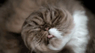 https://cdn.lowgif.com/small/0f92b4fce4b6a916-carli-davidson-s-hilarious-images-of-cats-shaking-their.gif