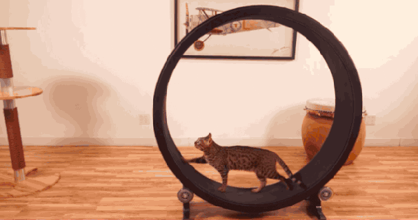 https://cdn.lowgif.com/small/1065e4ccbc7f8e05-hamster-wheel-for-cats-gifs-find-share-on-giphy.gif