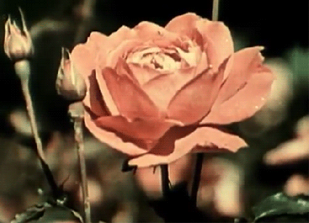 https://cdn.lowgif.com/small/10d69272ec128cd1-pink-flower-bouquet-tumblr.gif