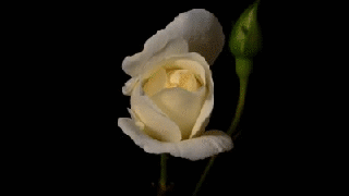 https://cdn.lowgif.com/small/12265a2a9b68e8d9-blooming-white-rose-flower-timelapse-on-make-a-gif.gif
