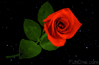 index of darklady roses small