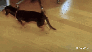 weinerdog gifs find share on giphy small