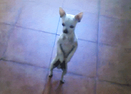 chihuahua dancing gifs get the best gif on giphy small