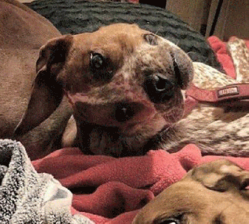 https://cdn.lowgif.com/small/12a96746a61fc7e4-people-are-having-trouble-understanding-what-s-wrong-with-this-dog.gif