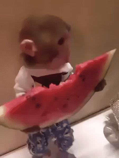 monkey eating watermelon on gfycat cuteness pets animals cute small