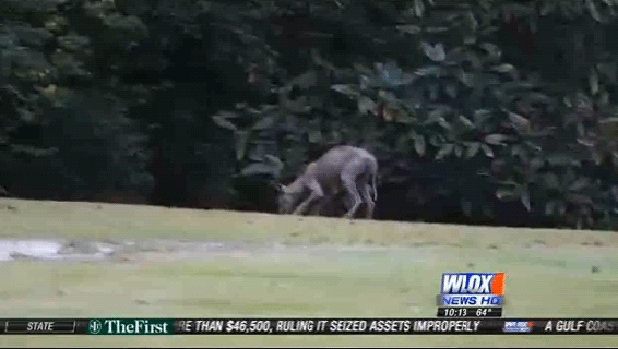 chupacabra in mississippi town reportedly a coyote with mange small