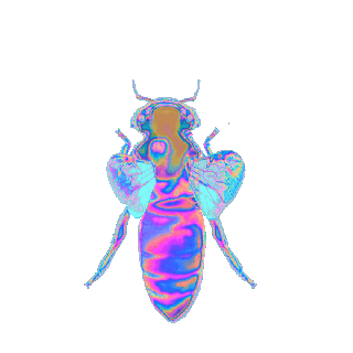 https://cdn.lowgif.com/small/13b374e7e0425b9b-bzzzzzzzzzz-freetoedit-holo-holographic-bug-bee-gif-win.gif