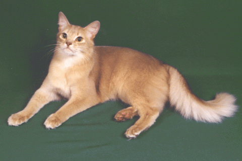 55 most beautiful somali cat pictures and photos small