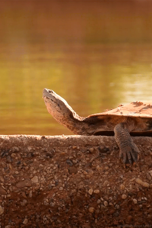 https://cdn.lowgif.com/small/145f11031b91f477-pond-turtle-in-parque-da-cidade-bras-lia-brazil-gif-tacular.gif