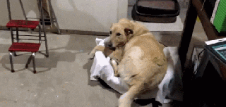 cat dogs gif by cheezburger find share on giphy small