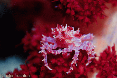 https://cdn.lowgif.com/small/1590426312c90b20-web-soft-coral-crab-0682-beautiful-sea-creatures-pinterest.gif