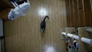 https://cdn.lowgif.com/small/16b54d32e1494149-nya-suke-the-high-jumping-cat-gif-cat-jumps-high-discover.gif