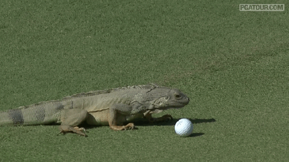 iguana decides gif find share on giphy small