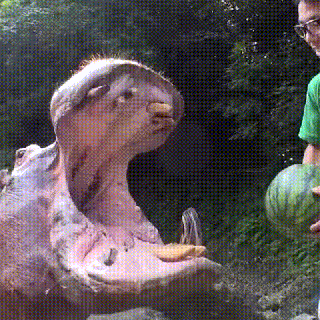 hippo eats gif find share on giphy small